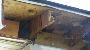 Dry Rot In Roof