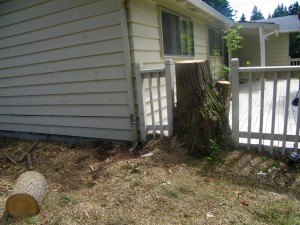 Growing Root System
