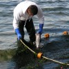 Netting Salmon with a Beach Seine