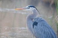 The real Great Blue Heron